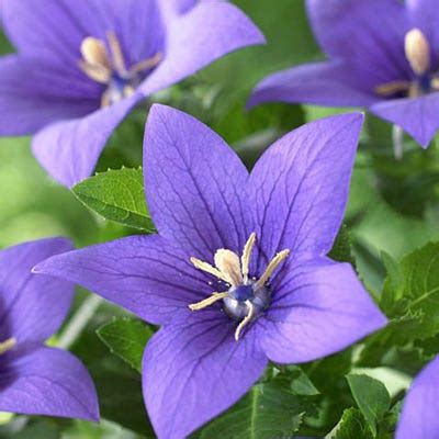 Balloon Flowers Perennials Platycodon American Meadows