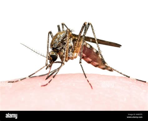 Imágenes Prediseñadas De Picadura De Mosquito