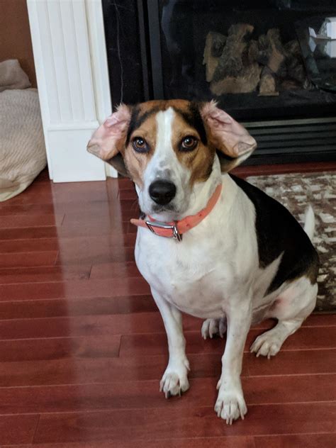 Its so cute when his ears flop over lmao : r/beagle