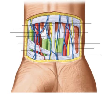 Regio Carpalis Anterior Diagram Quizlet