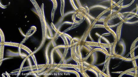 Homegrown Food - Nourishing Nematodes - Quality Marine