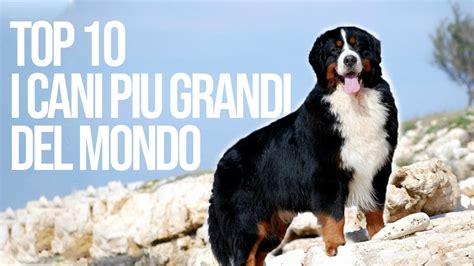 TOP 10 Cani Piu Grandi Del Mondo YouTube