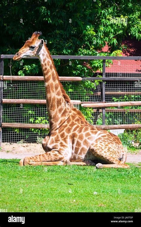 Portrait of big African giraffe in zoo Stock Photo - Alamy