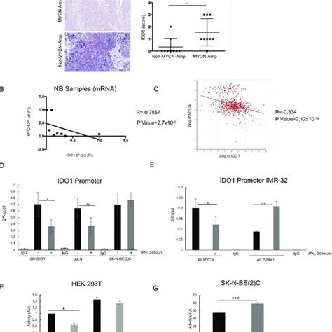 Mycn Dependent Ido1 Modulation Affects Gd2car T Cells Efficacy Wb