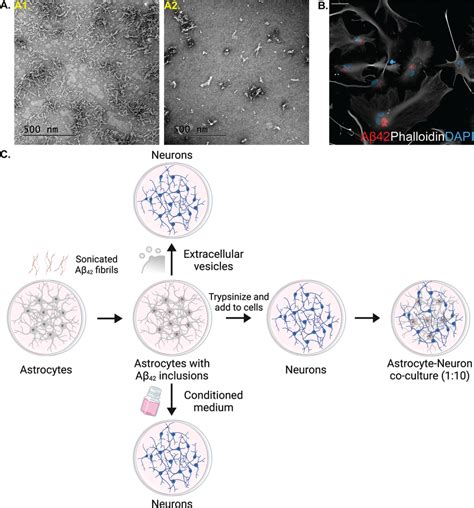 Human Astrocytes Ingest And Accumulate Sonicated Aβ F A Representative