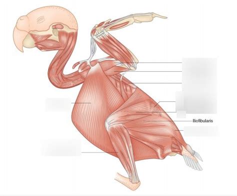 Ugly Naked Birdy Diagram Quizlet