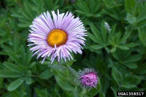 Tall Fleabane Erigeron Elatior Gray Greene