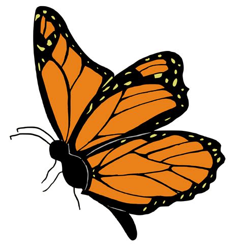 Orange Butterfly Cartoon