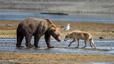 Do Bears Eat Wolves? Or The Other Way Round?