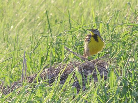 meadowlarks  belwins prairies