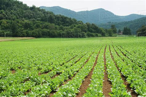 Rows Of Green Plants In Farm Field Stock Photo Dissolve