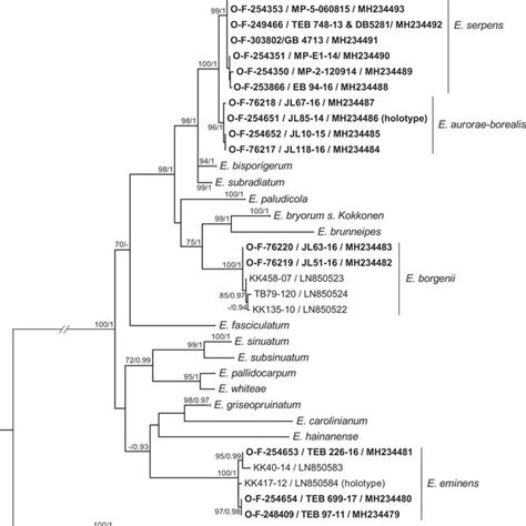 Maximum Likelihood Phylogenetic Tree Of The Five Main Clades In