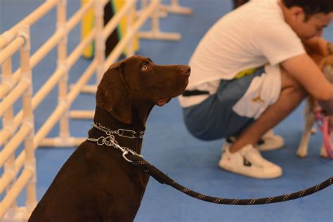 Obedience and Rally Trial Premiums - The Dog Training Club of Tampa, Inc.