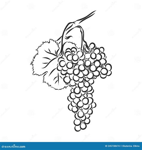 Grape Vine Illustration Grapes Vector Sketch Illustration