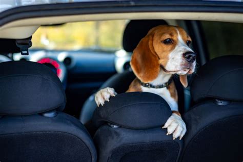 C Mo Llevar Al Perro En El Coche De Forma Segura