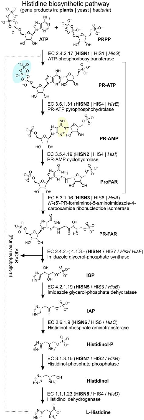 Organization Of The Histidine Biosynthetic Pathway Hbp In Plants