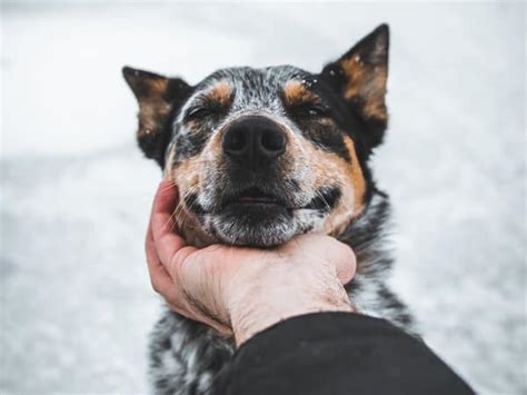 Are Australian Cattle Dogs Hypoallergenic