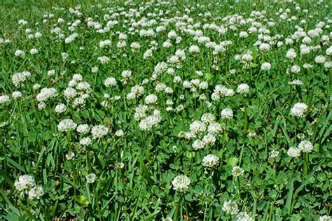 Weeds That Look Like Clover