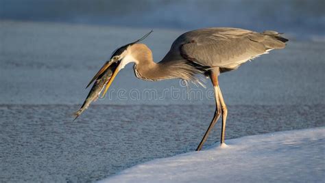 A Great Blue Heron in Florida Stock Image - Image of blowing, canada ...