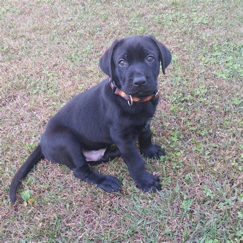 55+ English Mastiff Cane Corso Mix Puppies - l2sanpiero