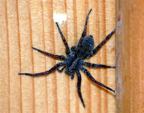 Wood Spider Flickr Photo Sharing