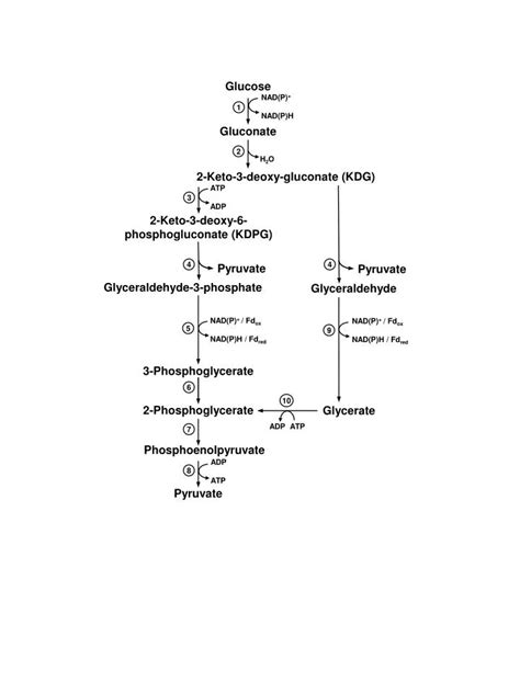 PPT - Glyceraldehyde-3-phosphate PowerPoint Presentation, free download - ID:5609424