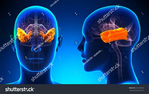 2937 Temporal Lobe Images Stock Photos And Vectors Shutterstock