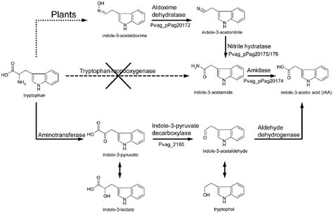 Indole Acetic Acid Iaa Biosynthetic Pathways Starting From