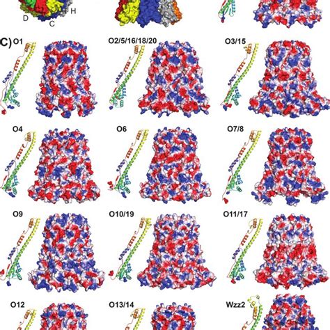 Pdf Synthesis Of Bacterial Polysaccharides Via The Wzx Wzy Dependent