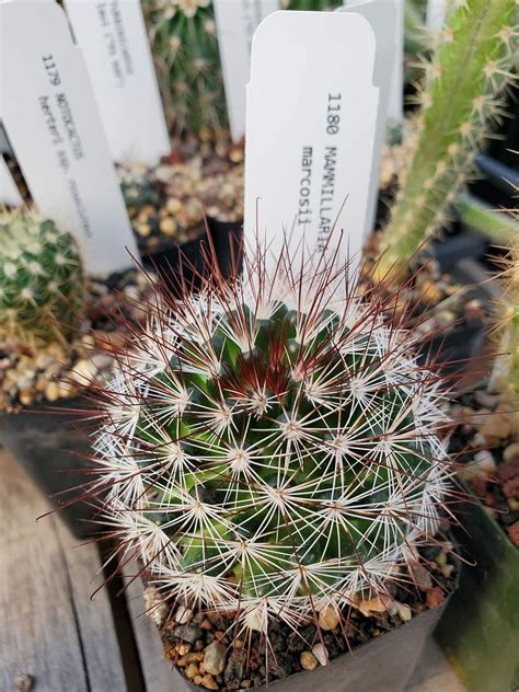 Mammillaria Marcosii Prickly Prospects Cactus Nursery