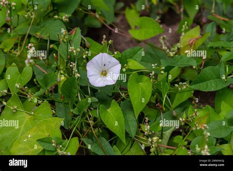 Field Bindweed Or Convolvulus Arvensis European Bindweed Creeping Jenny