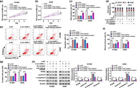 Circ IARS Depletion Inhibits The Progression Of Non Small Cell Lung