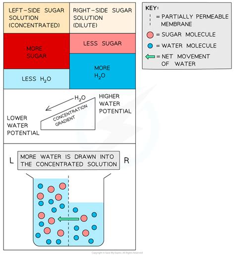 Diffusion And Osmosis Slides And Worksheet Gcse Biology 46 Off