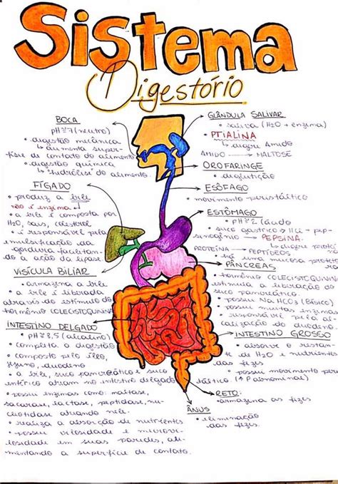 Resumo Sistema Digestorio Enseñanza Biología Fisiología Anatomia Y