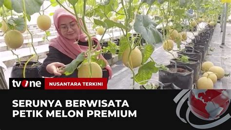 Wisata Petik Melon Premium Wajib Jadi Agenda Liburan Bersama Keluarga