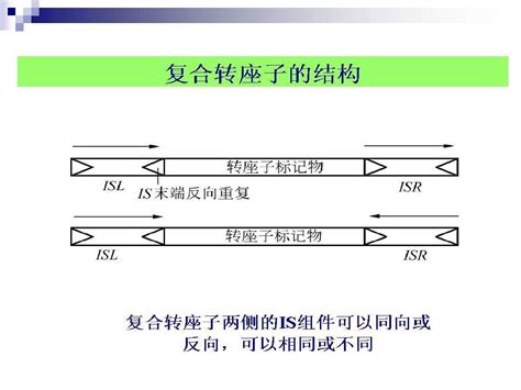 转座子的插入突变及转座子的应用word文档在线阅读与下载无忧文档