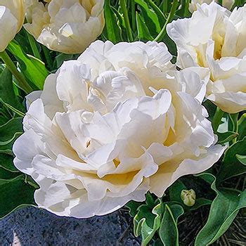 Verona Ice Tulip Brecks Premium Bulbs