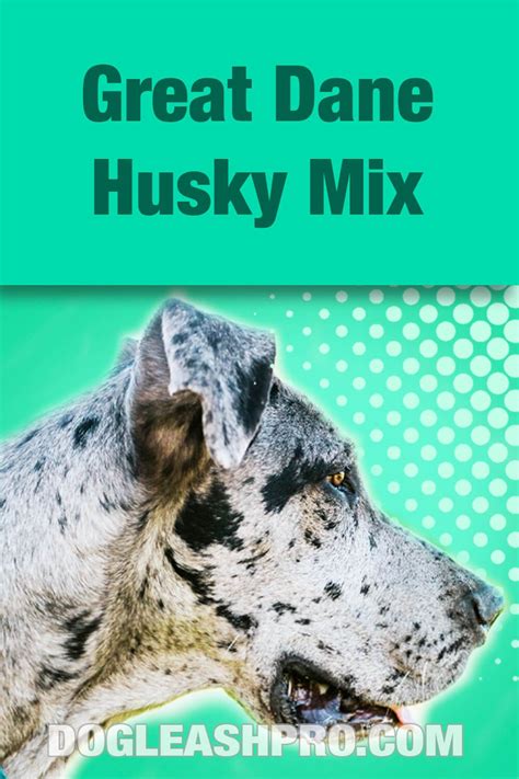 Great Dane Husky Mix Complete Guide