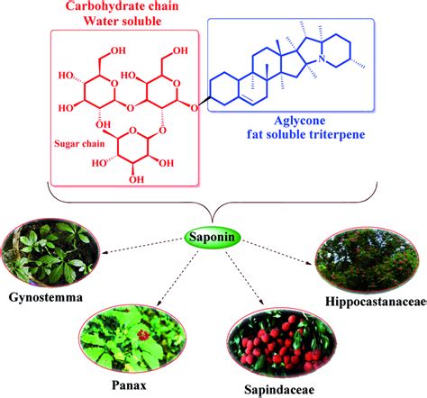 Saponin Plants