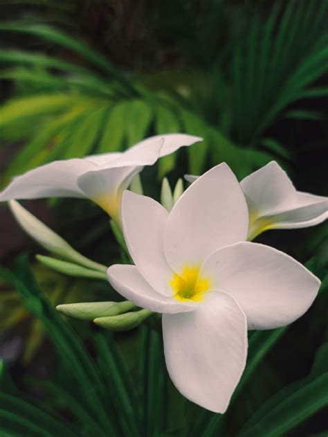 Conoce El Profundo Significado De Que Crezca Una Flor De Mayo En Tu