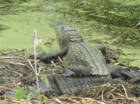 American Alligator Bbq At Aransas National Wildlife Refuge Nature