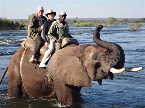 riding the elephant Nambia Africa | Elephant, Africa, Riding