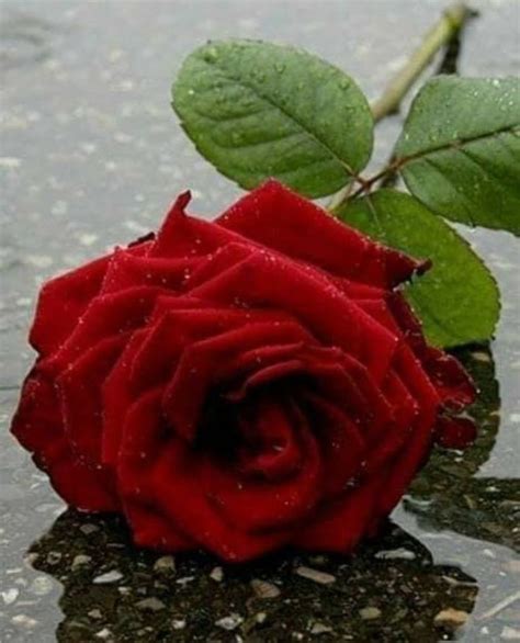 A Single Red Rose Sitting On Top Of A Puddle