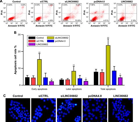 Figure From Long Non Coding Rna Linc Promotes Proliferation And