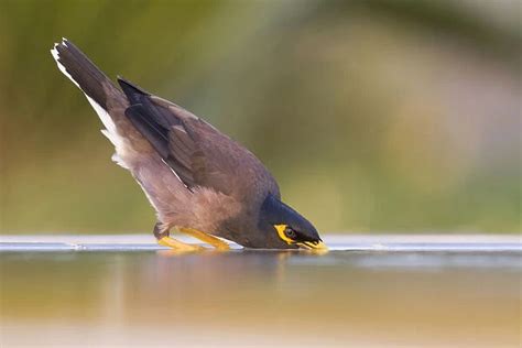 Common Myna Acridotheres Tristis Oman Our Beautiful Wall Art And