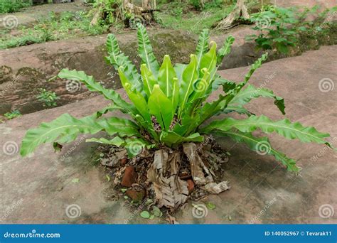 Fougère Du Nid De L oiseau Arbre De Nidus D Asplenium Image stock