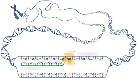 Nucleic Acids Transcription Diagram Quizlet