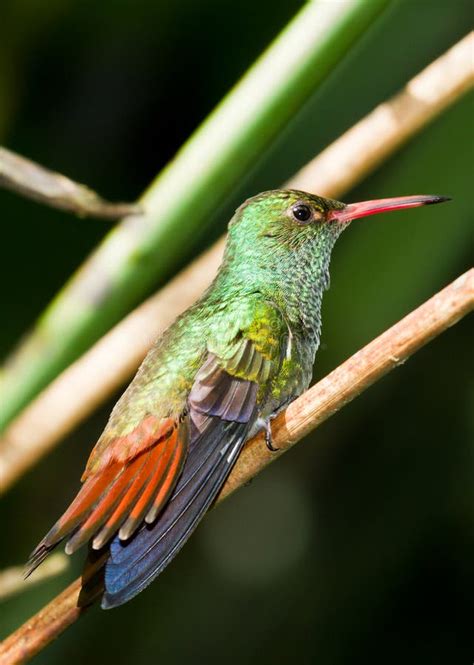 Rufous Tailed Hummingbird Stock Photo Image Of Bird 35932484