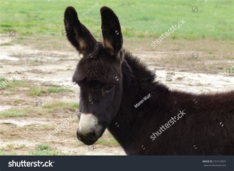 Very Young Mule Baby Stock Photo 101013937 : Shutterstock