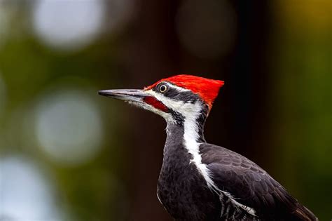 Pileated Woodpecker: 11 Things You Should Know